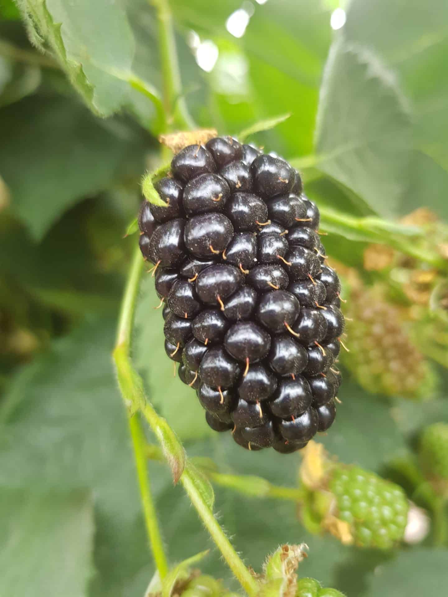 Blackberries The Summer Berry Company