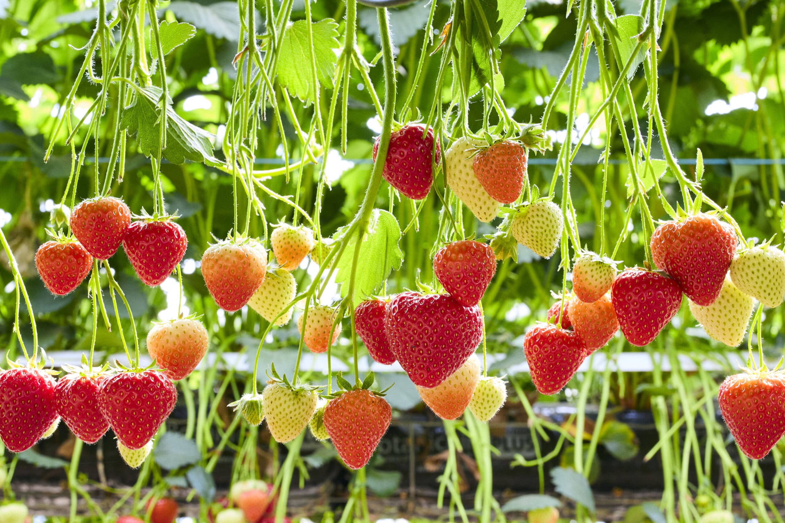 TSBC to offer year-round supply of British strawberries