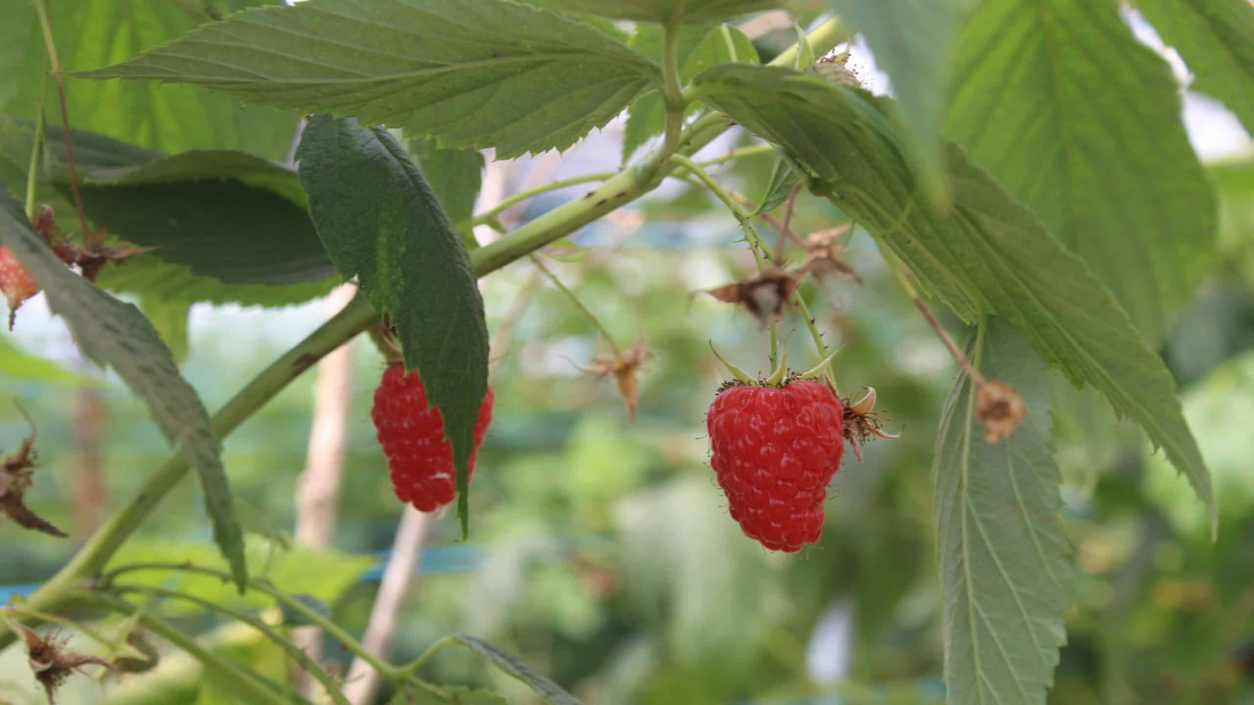 The Summer Berry Company signs exclusive deal with Berrytech to grow and market Amalia Rossa raspberry variety